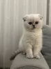 Фото №2 к объявлению №157399 о продаже шотландская вислоухая (скоттиш фолд) - купить в Германии из приюта, заводчик
