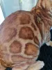 Дополнительные фото: Бенгальский кот Aykamam Amur для разведения