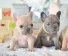 Фото №3. Beautiful French bulldog puppies Business WhatsApp 37256348129.  Финляндия