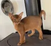 Фото №3. Абессиниалайсет кисанпеннат валмиина уусийн котейхин. Финляндия