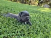 Дополнительные фото: Nuttede Cane Corso очень красив и безопасен для всех