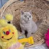 Фото №1. британская короткошёрстная - купить в Ньон за 37107₽. Объявление №172670