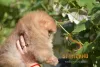 Дополнительные фото: Померанские миниатюрные щенки Spitz