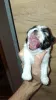 Дополнительные фото: Чистокровные щенки Ши-Тцу