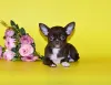 Фото №3. Щенки чихуахуа..  Россия