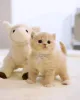 Фото №3. Scottish Fold Kätzchen Zur усыновление. Германия