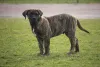 Дополнительные фото: Presa Canario Dog Canary Puppies