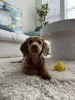 Дополнительные фото: Миниатюрные щенки такси