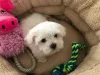 Фото №3. Бишон Фризе Welpen zu verkaufen.  Франция