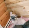 Фото №3. Французский бульдог.  Беларусь