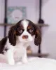 Фото №1. кинг-чарльз-спаниель - купить в Уэплленд за договорная. Объявление №160716