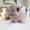 Фото №2 к объявлению №144584 о продаже британская короткошёрстная - купить в Германии заводчик