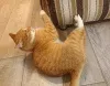 Дополнительные фото: Котик-подросток Василий ищет дом
