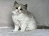 Фото №3. Ragdoll-Kätzchen Zur Усыновление. Германия