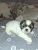 Дополнительные фото: Идеальные чистокровные щенки Ши-Тцу.