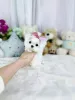 Фото №3. Teacup Мальтийский щенок для усыновления.  США