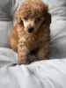 Фото №3. Wunderschöne Cavapoo-Welpen suchen einliebevolles neues Zuhause.  Германия