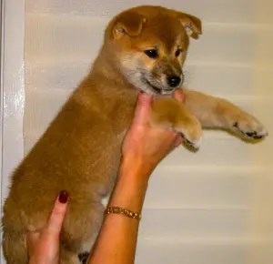 Дополнительные фото: Shiba iny (Сиба ину)