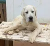Дополнительные фото: Алабайский центр азиатская овчарка