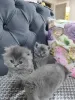 Дополнительные фото: Британская шортар кот