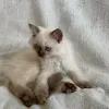 Дополнительные фото: Котята Рагамаффин уже в наличии