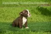 Дополнительные фото: American Bully