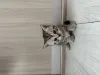 Дополнительные фото: Шотландские котята