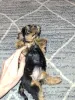 Дополнительные фото: Чистокровные щенки Йоркширского Терьера