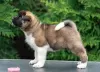 Дополнительные фото: Щенки Американской Акиты