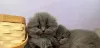 Фото №3. Wunderschöne reinrassige Scottish Fold Langhaar-Kätzchen. Германия