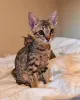 Фото №3. Chatons Savannah в продаже. Бельгия