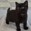 Фото №3. Продаются замечательные британские короткошерстные котята мужского и женского. Великобритания