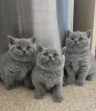 Фото №1. британская короткошёрстная - купить в Вспоминание за договорная. Объявление №168606