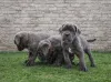 Дополнительные фото: Щенки кане корсо