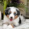 Дополнительные фото: Bezaubernde Australian Shepherd-Welpen zu verkaufen