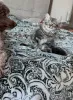 Фото №3. Доступны красивые сибирские кошки ласковые, умные и выращенные в семье.. Швеция