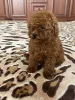 Дополнительные фото: Toy poodle puppies