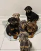 Дополнительные фото: Urocze szczenięta dobermana do adopcji