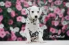 Дополнительные фото: Изысканные Dalmatian Puppies Champion Champion Bloselines, готовые к любящим