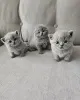 Фото №3. Симпатичные очаровательные британские короткошерстные котята доступны для. Германия
