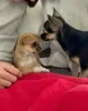 Фото №2 к объявлению №167699 о продаже чихуахуа - купить в Польше частное объявление, заводчик