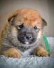 Дополнительные фото: Шиба Ину красивые щенки
