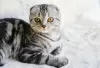 Фото №3. Scottish fold. Объединенные Арабские Эмираты