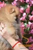 Дополнительные фото: Померанские миниатюрные щенки Spitz