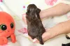 Дополнительные фото: Bolonka Weta FCI Puppy