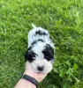 Фото №3. Cavapoo-Welpen schreiben Sie mir per WhatsApp an 44 7453 907158.  Германия