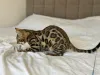 Фото №3. Шикарный Бенгальский кот. США