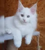 Фото №3. Шотландские вислоухие котята доступны для переселения и усыновления. Проверен. Австралия