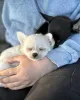 Фото №3. Щенки чихуахуа для усыновления https // wa.me/1 (728) 217-5659.  Канада