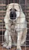 Дополнительные фото: Кавказская немецкая овчарка, щенки